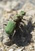 Cicindela campestris